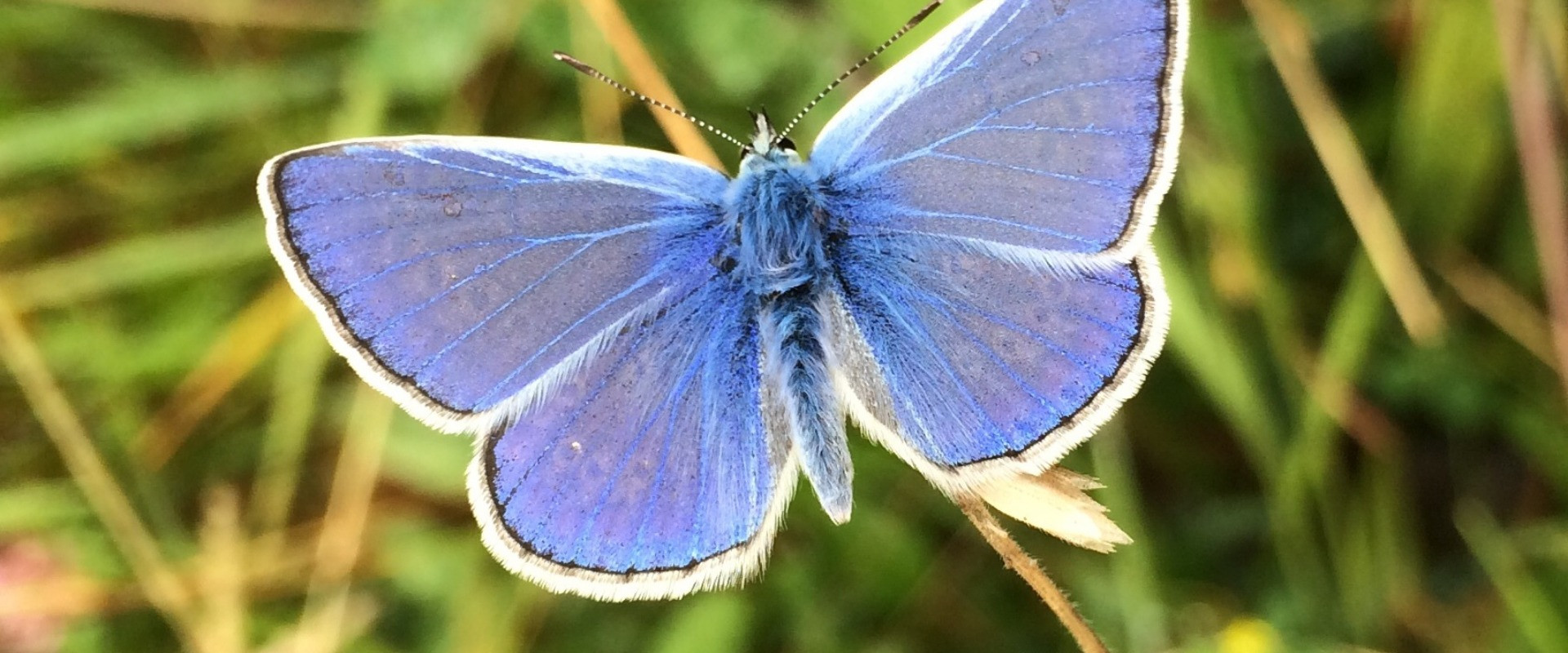 een vlinder als symbool van rouw voor hulp bij rouwverwerking